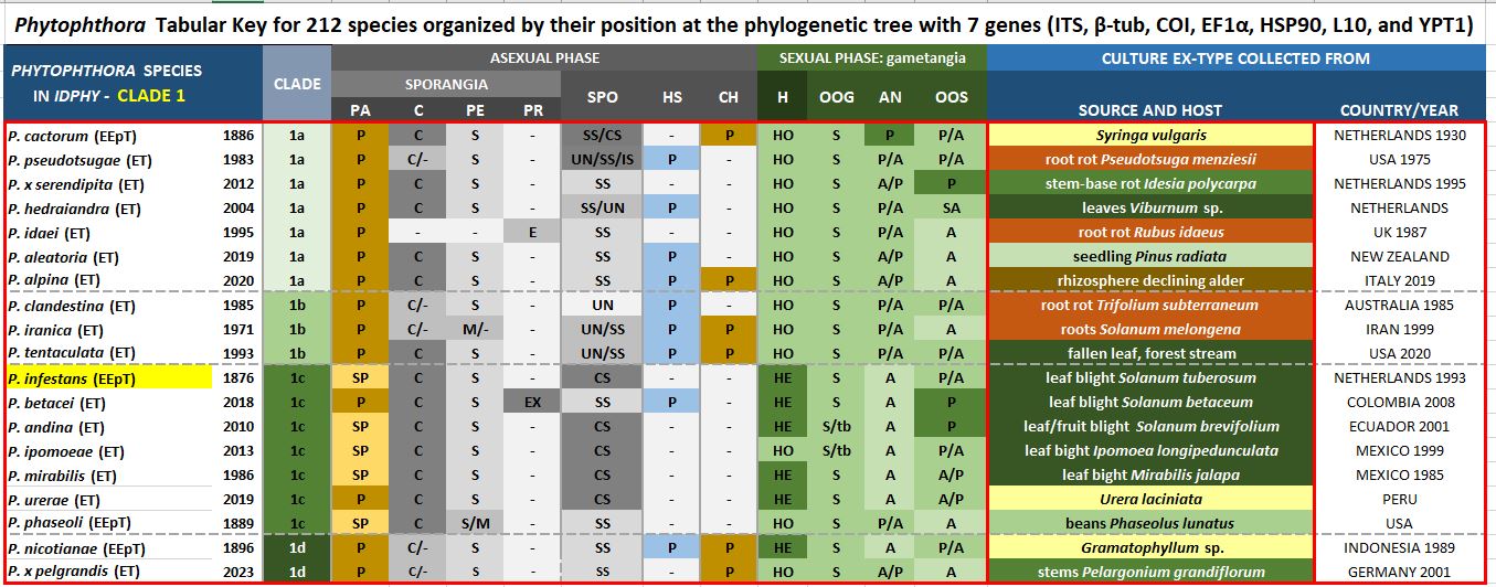    Phytophthora  spp. in subclade 1c:  Morphological Tabular key (PDF) and Tabular key legends (PDF) in IDphy2 KEY SECTION. Notice the data of   P. infestans  Ex-epitype CBS 147289, T30-4.  Gloria Abad, USDA Samp;T.
